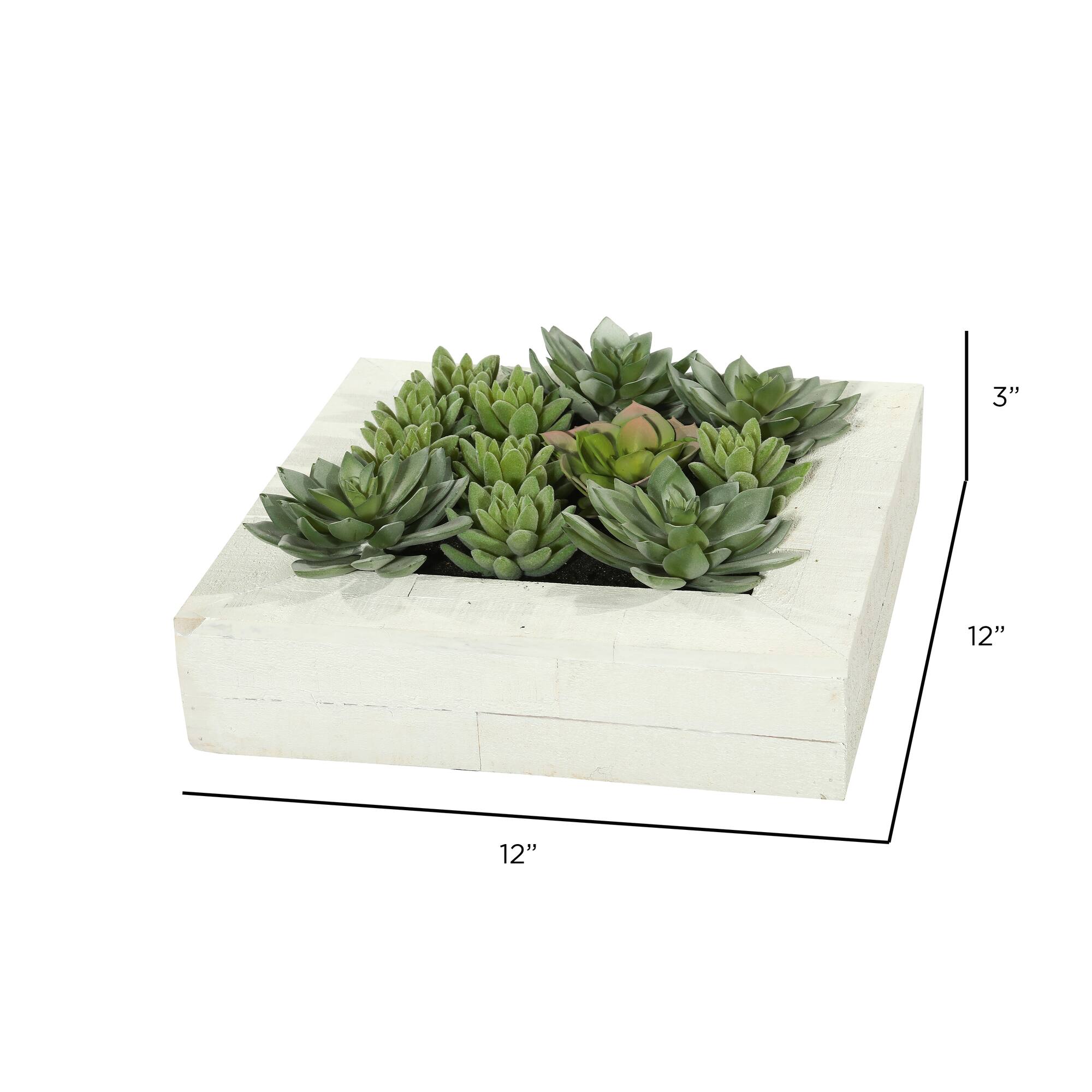 12" x 12" Green Succulent Arrangement